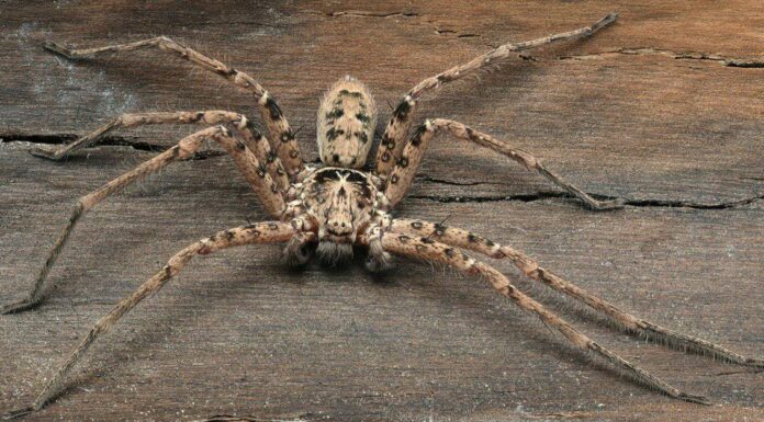 Huntsman Spider vs Wolf Spider: quali sono le 6 differenze chiave?

