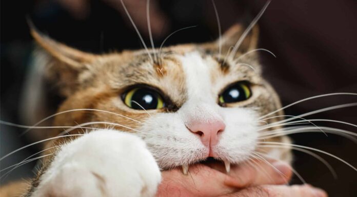 I 5 motivi per cui i gatti mordono e come fermare il comportamento
