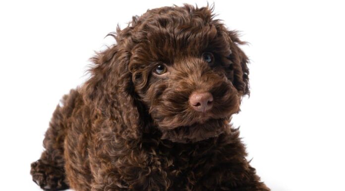 Cockapoo vs Labradoodle: 5 differenze chiave
