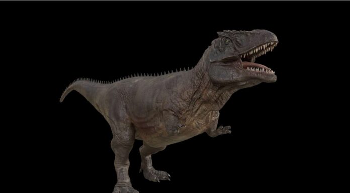 Giganotosaurus vs Stegosaurus: chi vincerebbe in un combattimento?
