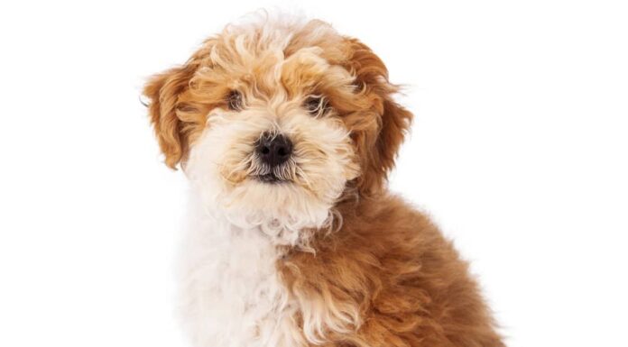 Havapoo vs Havanese: qual è la differenza?
