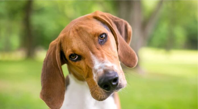 Questo è quanto lontano il tuo cane può sentire il rumore (distanza pazzesca!)
