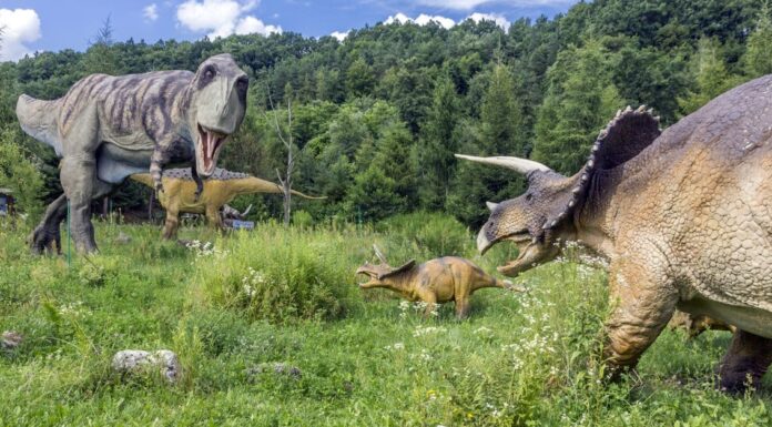 Triceratops vs T-Rex - Face Off