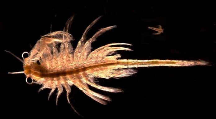 What Do Sea Monkeys Eat - brine shrimp in water