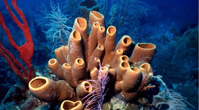 Le spugne sono animali?
