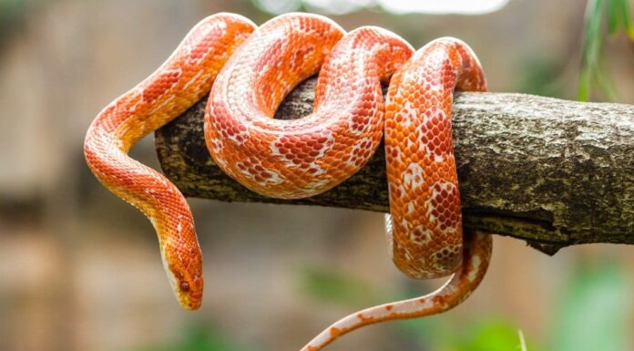 8 serpenti che si adattano a un serbatoio da 20 galloni
