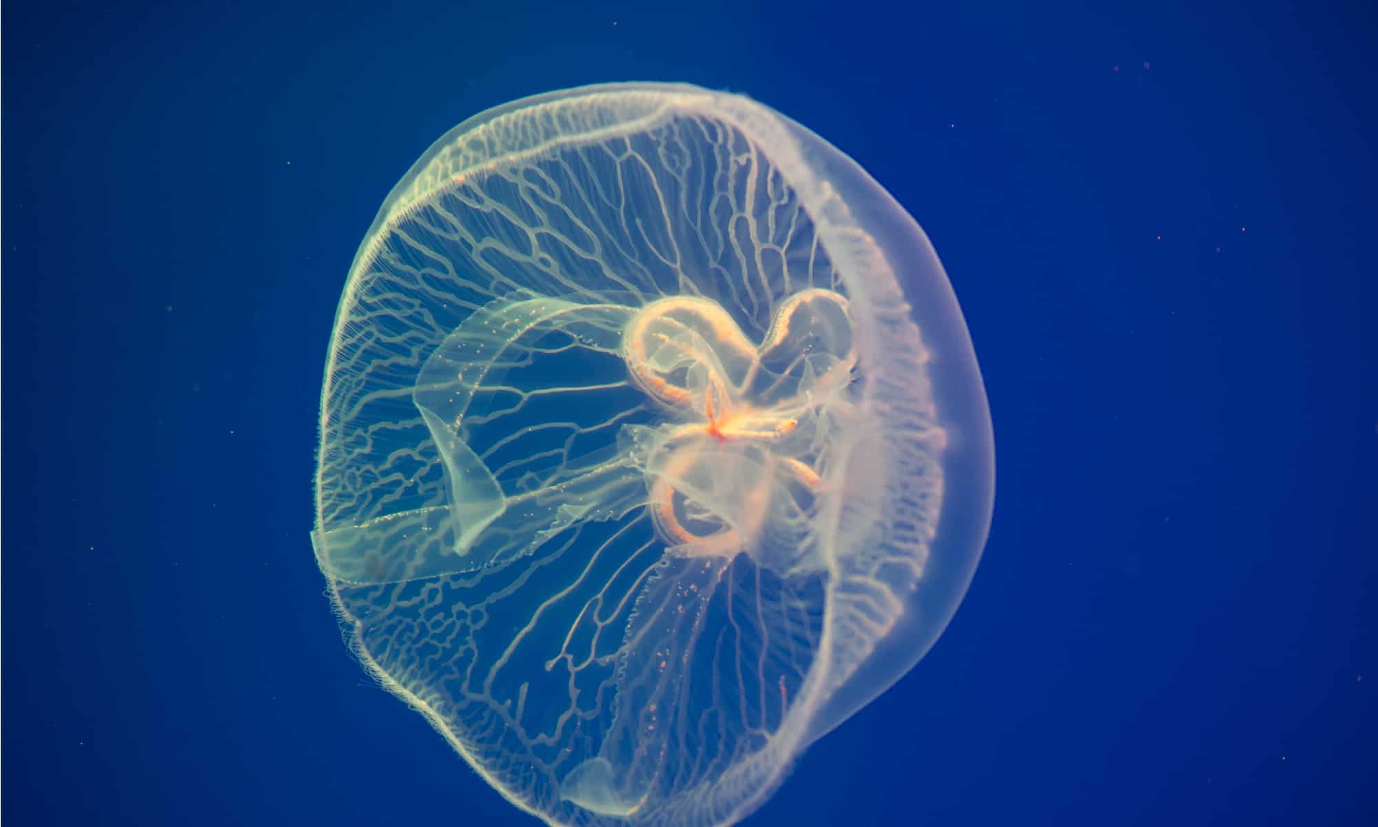 Jellyfish vs Man O' War: quali sono le 8 differenze chiave?