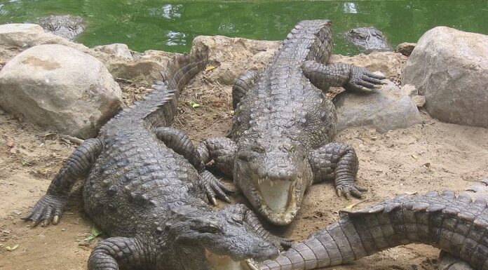Crocodile vs. Alligator