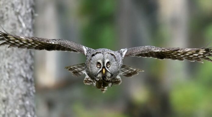 I gufi sono pericolosi?
