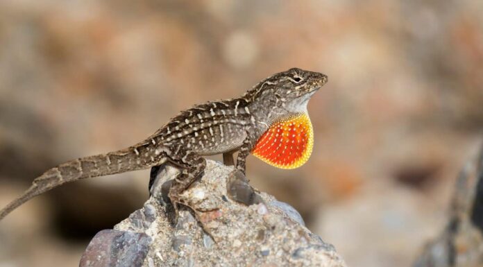 Florida Scrub Lizard