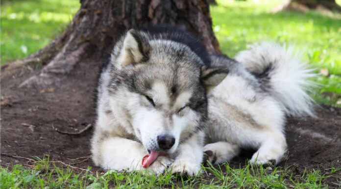 Perché i cani si leccano e cosa fare al riguardo
