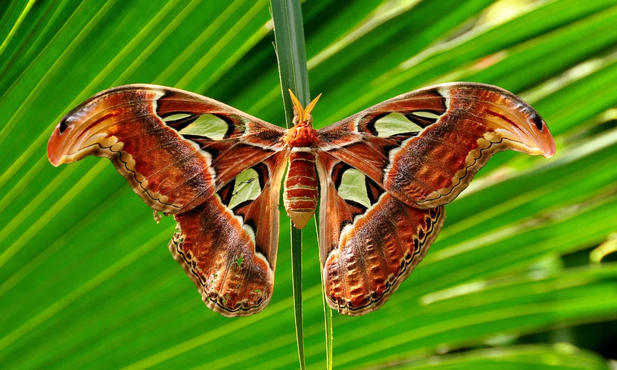 Come una delle falene più grandi del mondo si traveste da serpente per sopravvivere!