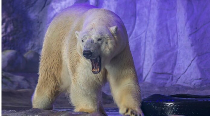 Are polar bears dangerous?