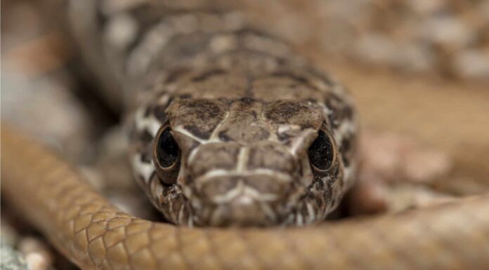 largest coachwhip snake ever caught