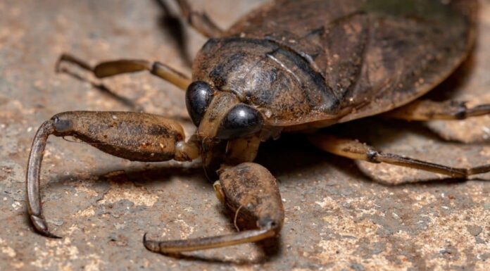 close up of a White Witch Moth on a leaf