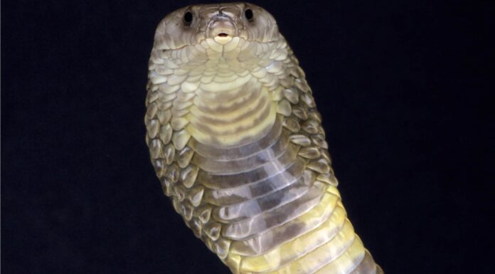 A The 7 Best Snake Guard Chaps You Can Buy Today