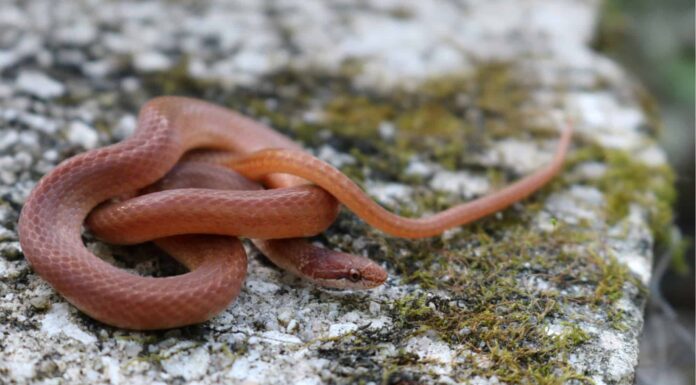 orange snakes in florida