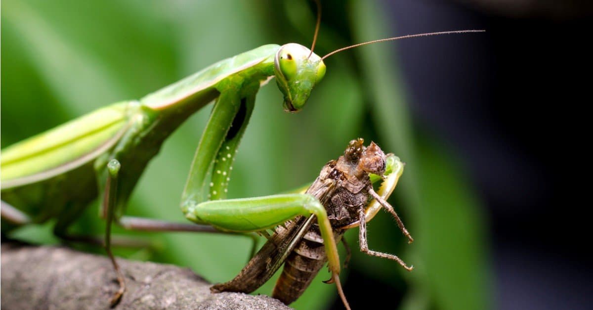 Praying Mantis vs Grasshopper