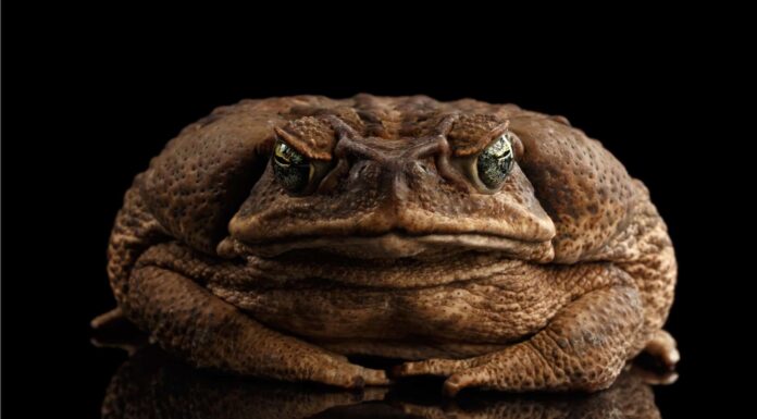 Incontra il rospo più grande del mondo
