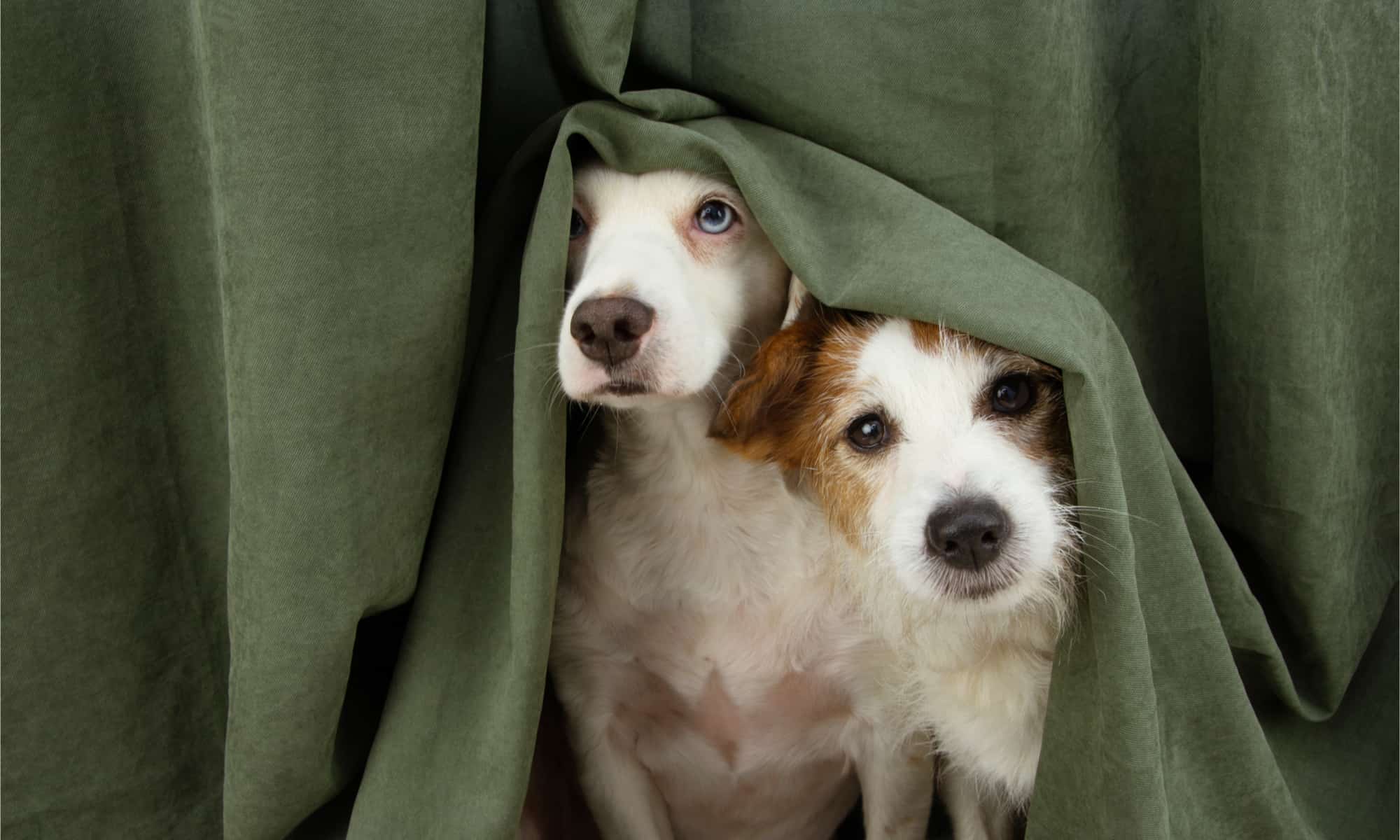 Perché i fuochi d'artificio spaventano alcuni, ma non tutti i cani