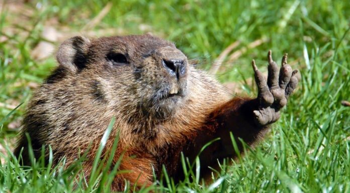 Le marmotte sono pericolose?
