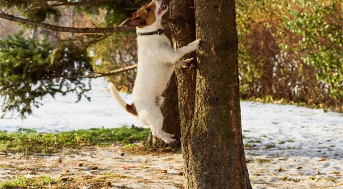 Questo è il motivo per cui il tuo cane insegue gli scoiattoli
