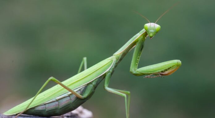 Scopri la mantide religiosa più grande del mondo
