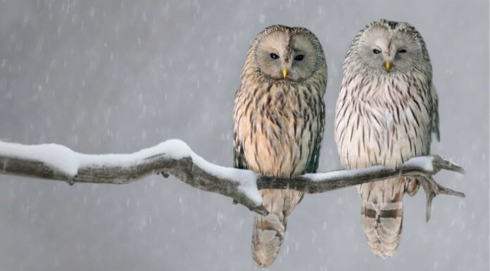 Stagione degli amori dei gufi: quando si riproducono?
