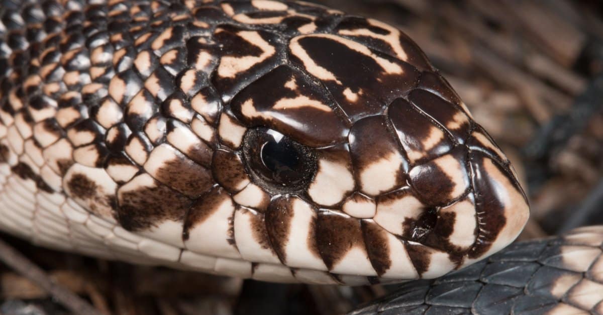 Scopri il più grande serpente di pino mai registrato!