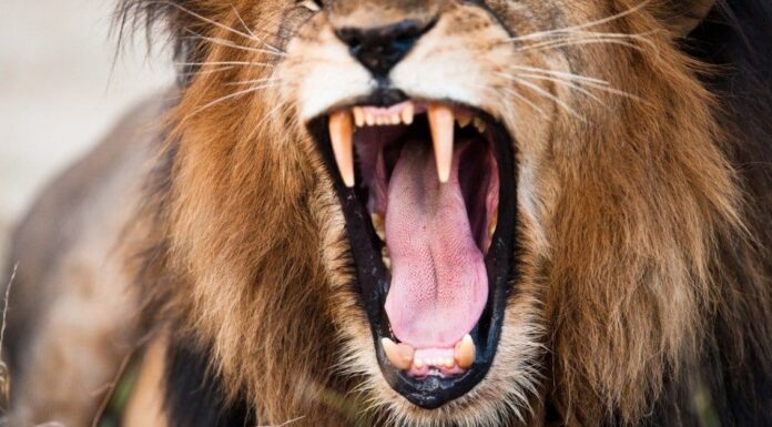 Kangal vs Lion: chi vincerebbe in un combattimento?
