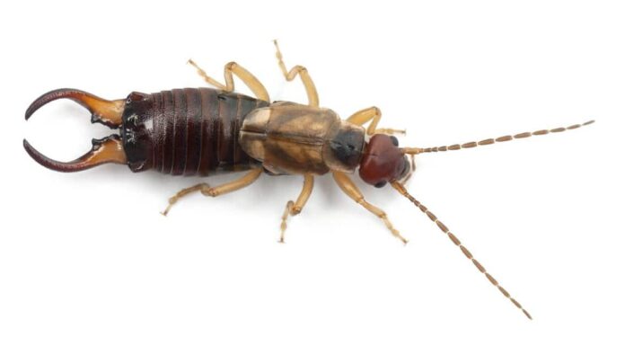 Earwig vs Termite: quali sono le 8 differenze chiave?
