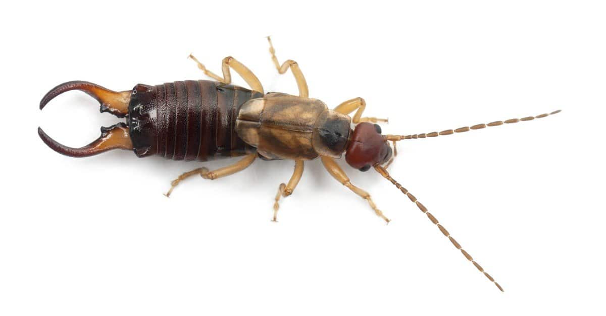 Earwig vs Termite: quali sono le 8 differenze chiave?