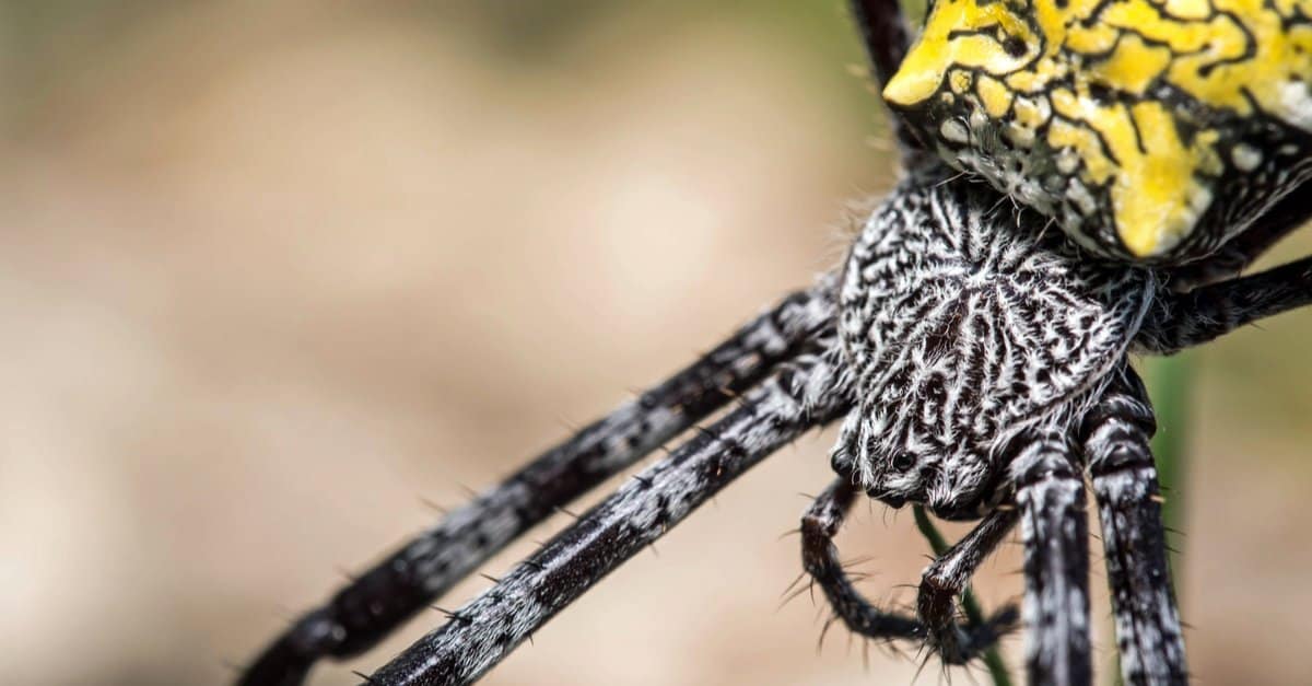 Banana Spider vs Garden Spider: quali sono le differenze?