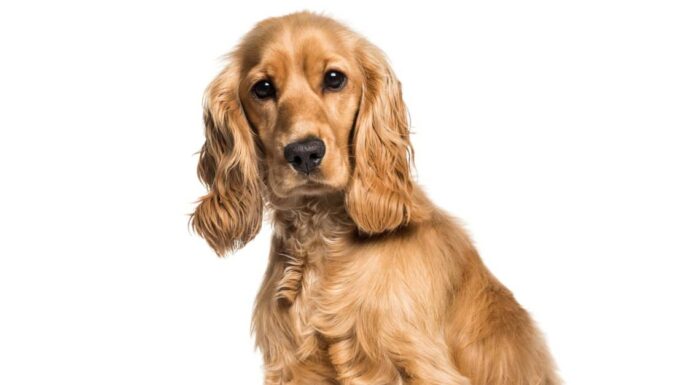 Springer Spaniel Inglese contro Cocker Spaniel Inglese
