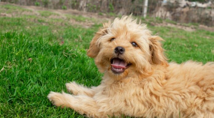 Schnoodle vs Goldendoodle: 5 differenze chiave

