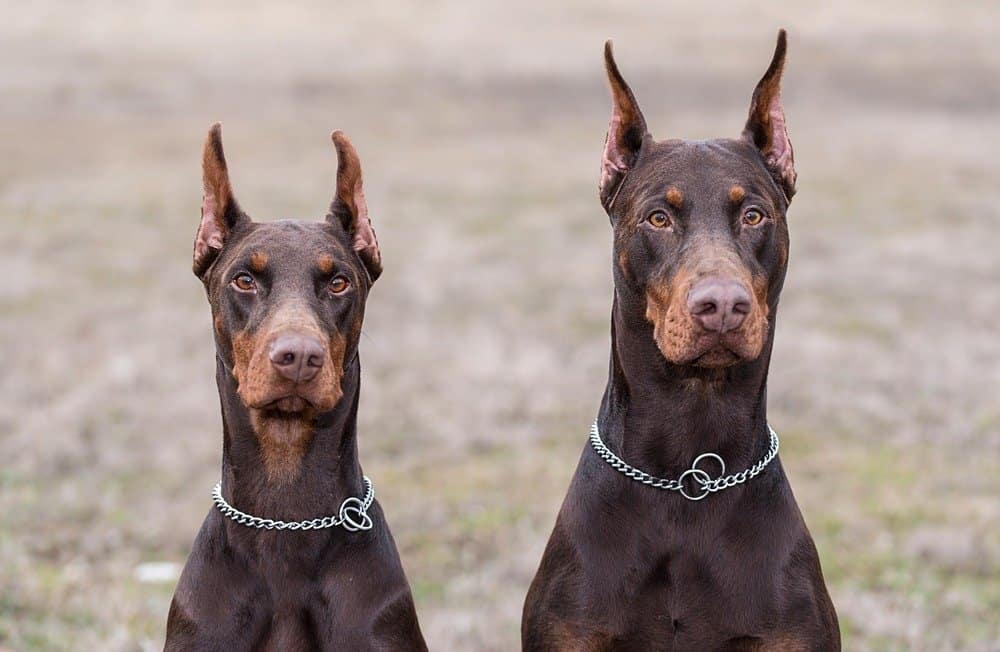 Guarda il coraggioso dobermann che si rifiuta di indietreggiare davanti a un serpente in modalità attacco