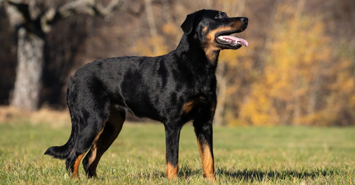 Beauceron vs Doberman: sono diversi?