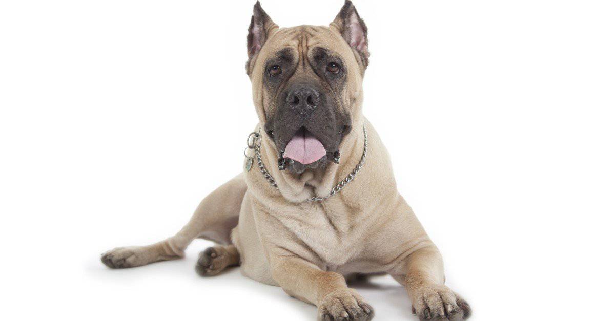 Cane Corso vs Doberman: cosa c'è di diverso?