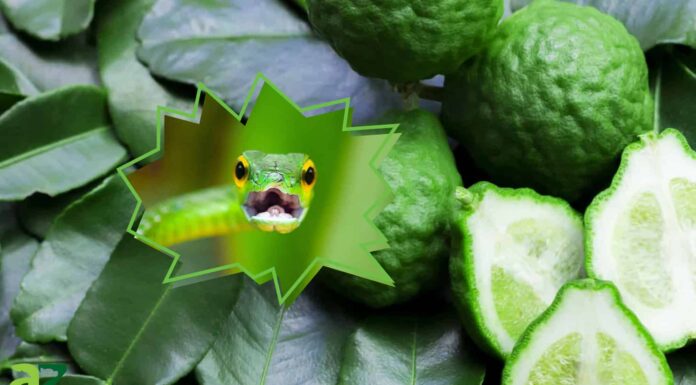 Ci sono piante che tengono davvero lontani i serpenti?
