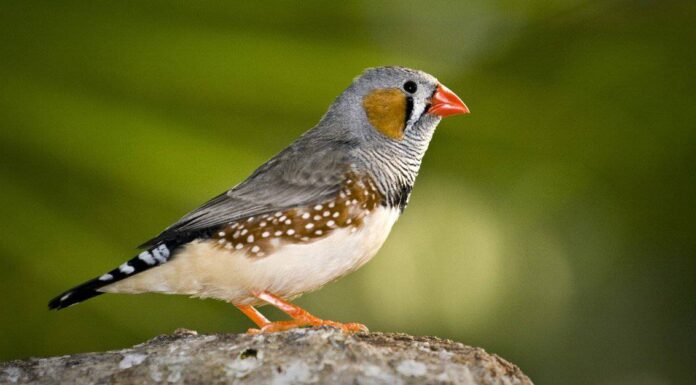 A The Best Nest Boxes Birds Will Actually Use for 2022