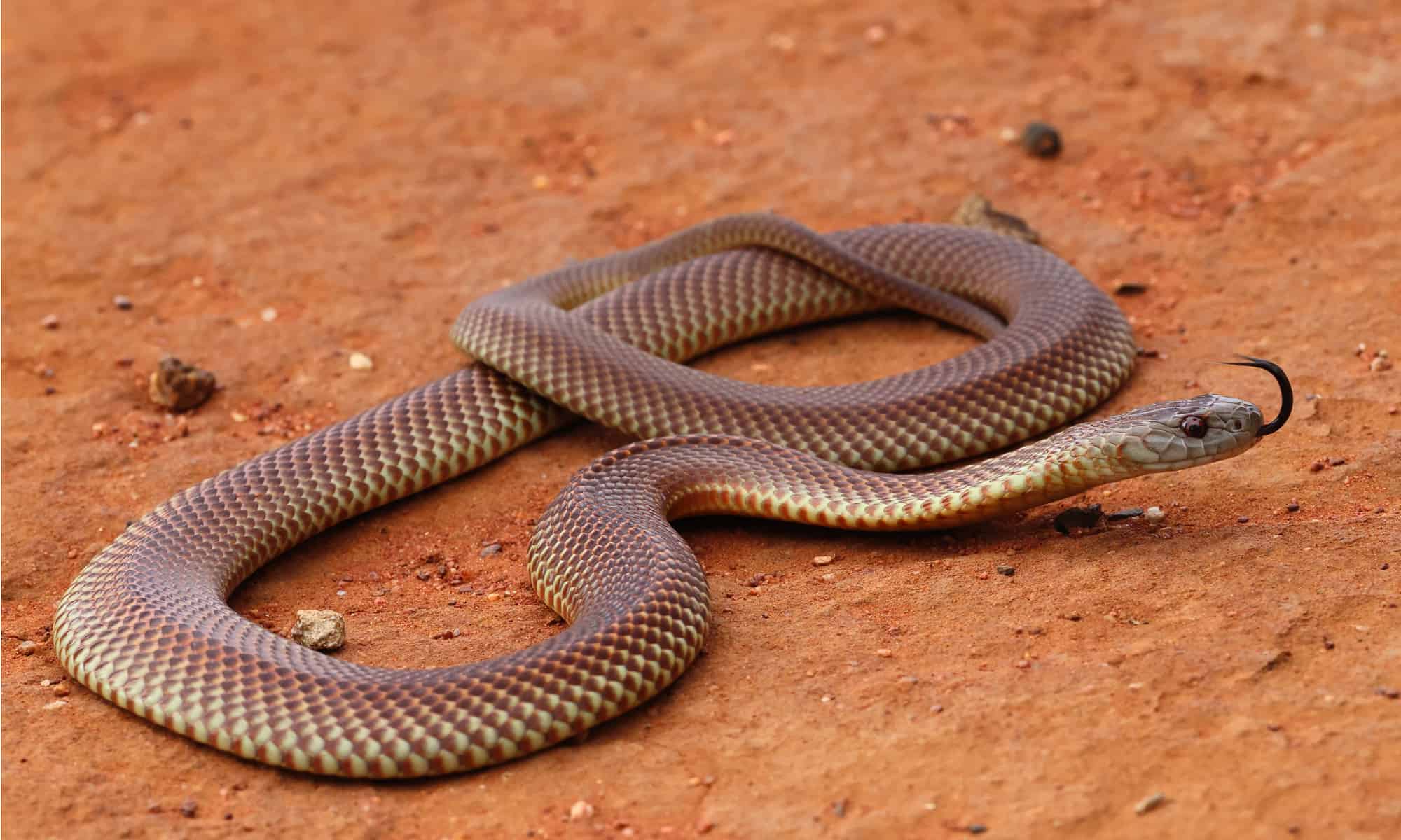 10 serpenti velenosi in Australia