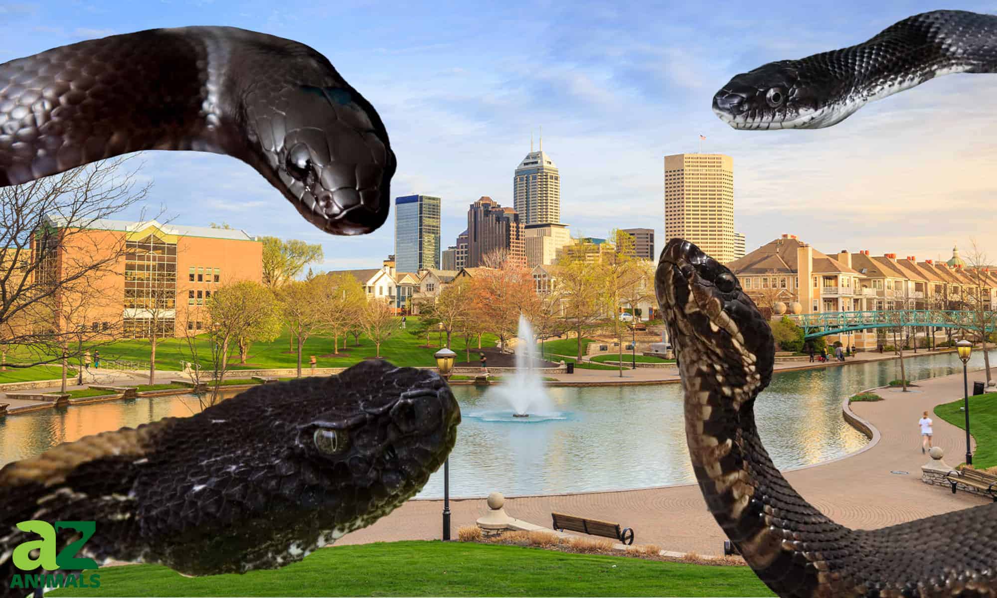 Scopri i serpenti neri in Indiana