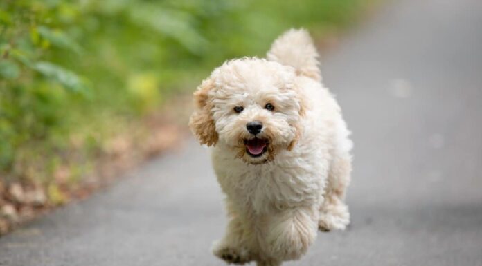 Maltipoo vs Shih Poo: 5 differenze chiave
