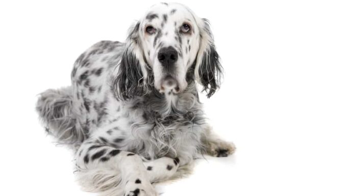 Setter vs puntatore: c'è differenza?
