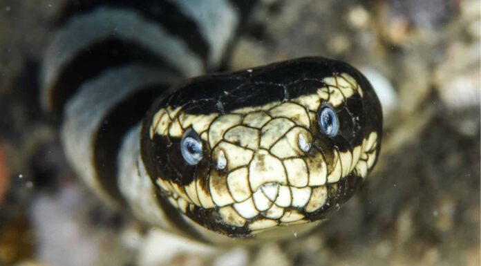 A The 7 Best Snake Guard Chaps You Can Buy Today