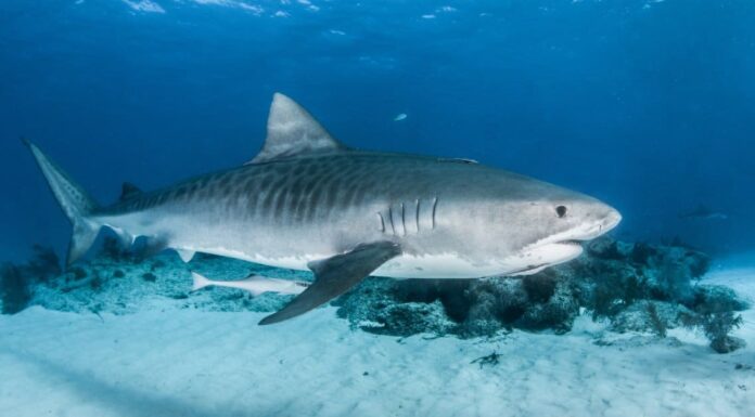Tiger Shark vs Great White Shark: chi vincerebbe in un combattimento?
