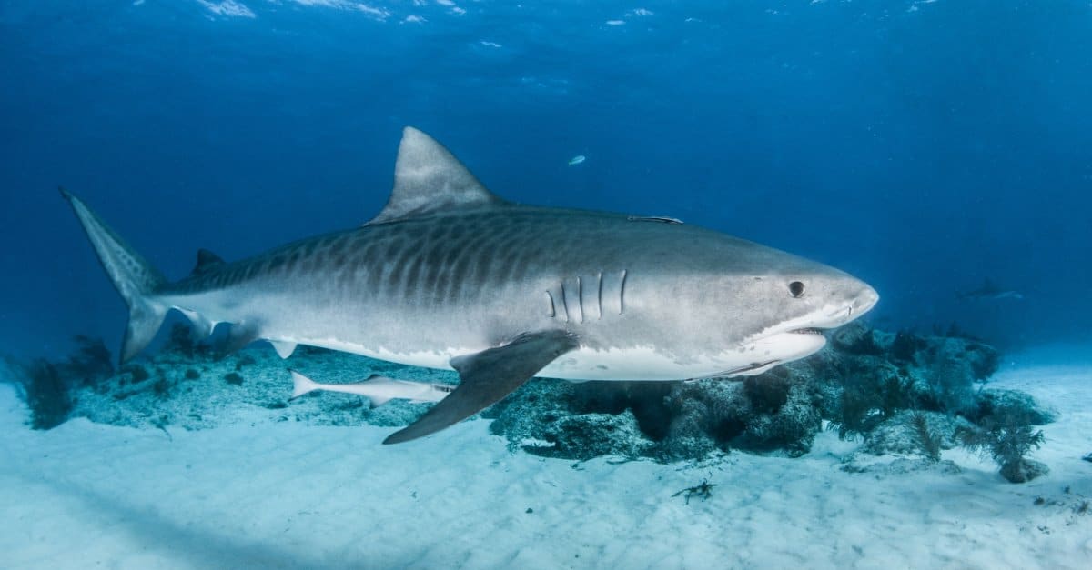 Tiger Shark vs Great White Shark: chi vincerebbe in un combattimento?