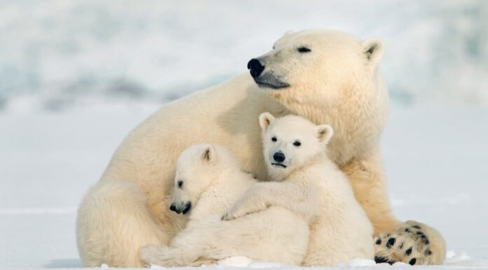 Orso polare contro tricheco: chi vincerebbe in un combattimento?
