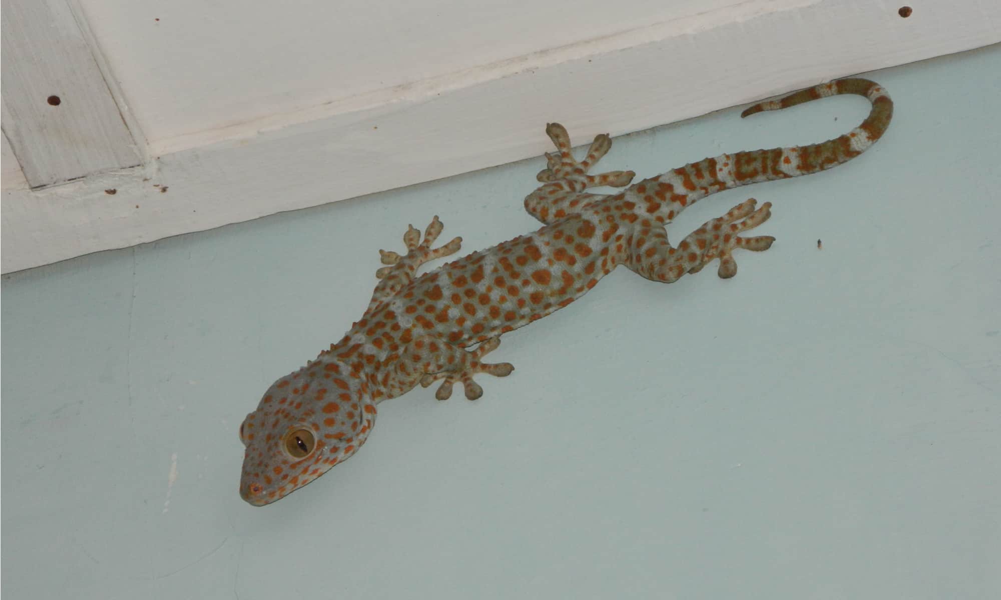 Reef Gecko (Sphaerodactylus notatus)