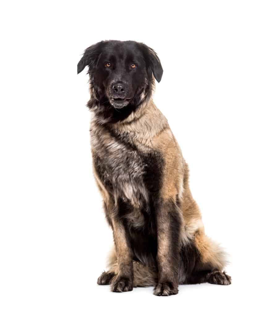 Estrela Mountain Dog vs Leonberger: qual è la differenza?